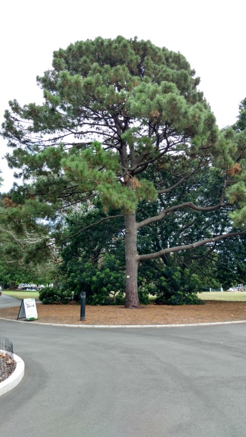 Pinus pinaster plantplacesimage20170102_131146.jpg