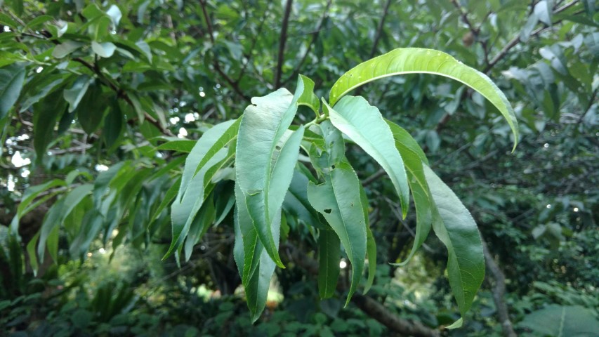Prunus persica plantplacesimage20170106_192706.jpg