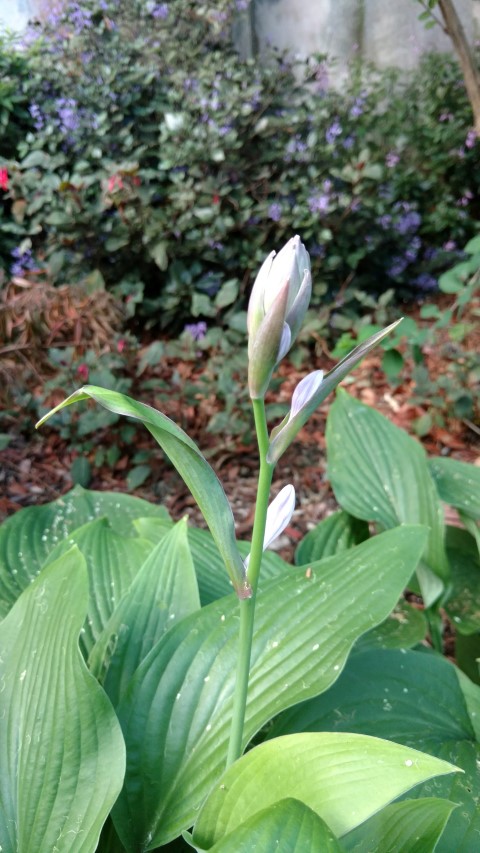 hosta lancifolia plantplacesimage20170106_193014.jpg