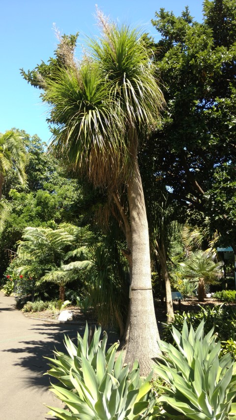 Beaucarnia recurvata plantplacesimage20170107_143307.jpg