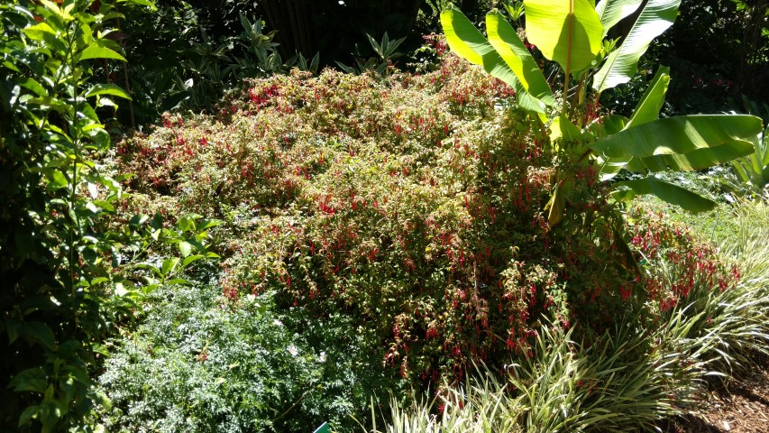Fuchsia magellanica plantplacesimage20170107_145337.jpg