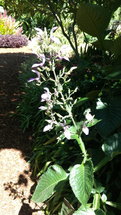 Brilliantasia nitens plantplacesimage20170107_150259.jpg