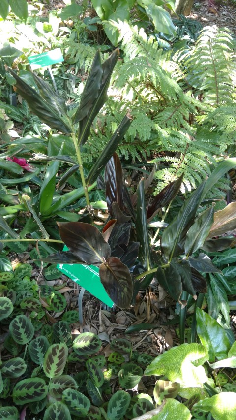Zingiber malaysianum plantplacesimage20170107_151029.jpg