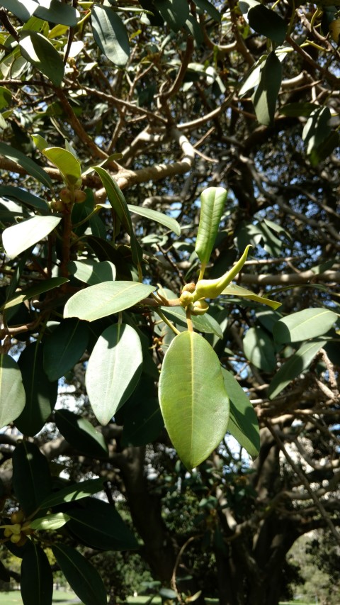 Ficus rubiginosa plantplacesimage20170108_095623.jpg