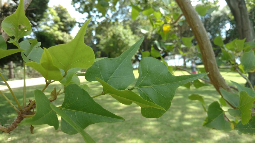 Erythrina numerosa plantplacesimage20170108_102006.jpg