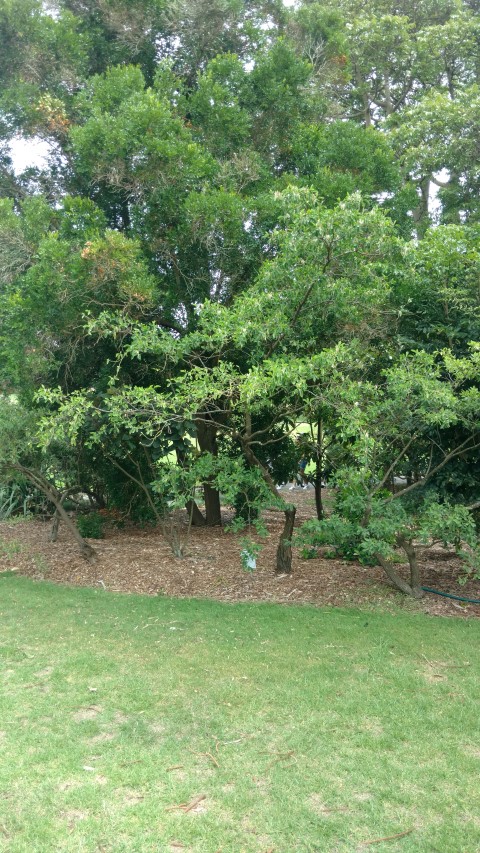 Indigofera ammoxylon plantplacesimage20170108_112924.jpg