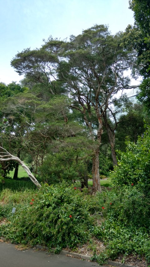 Melaleuca linariifolia plantplacesimage20170108_120410.jpg