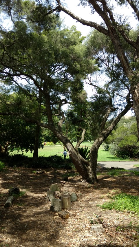 Melaleuca braceata plantplacesimage20170108_121513.jpg