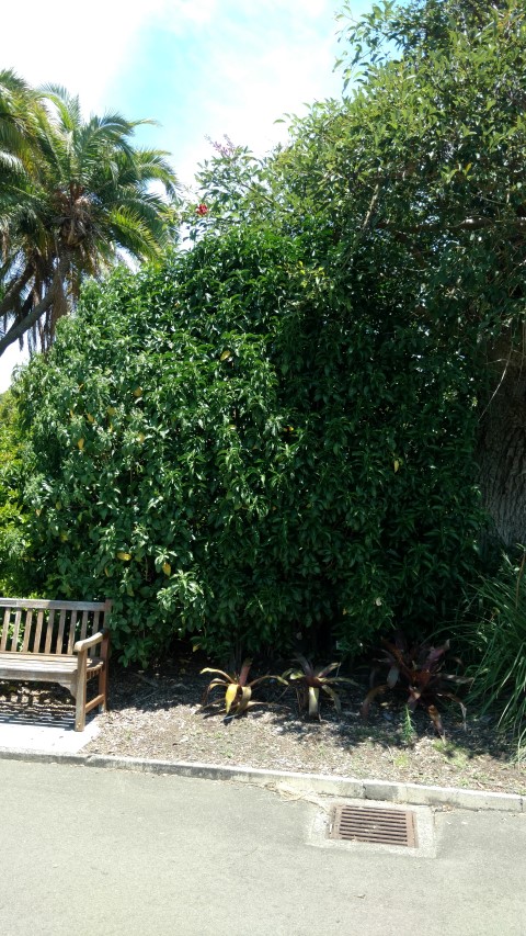 Justicia adhatodoides plantplacesimage20170108_124444.jpg