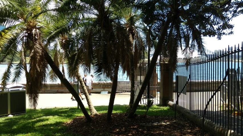 Phoenix reclinata plantplacesimage20170108_132414.jpg