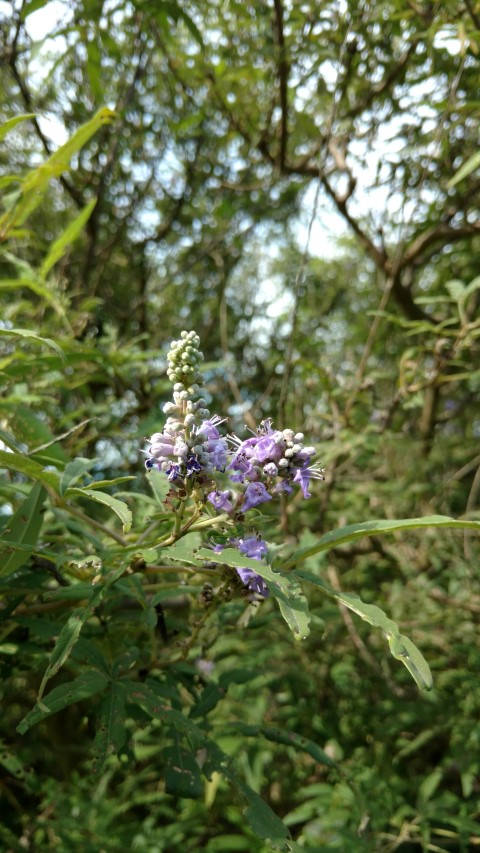 Vitex agnus-castus plantplacesimage20170108_165355.jpg