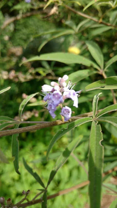 Vitex agnus-castus plantplacesimage20170108_165439.jpg
