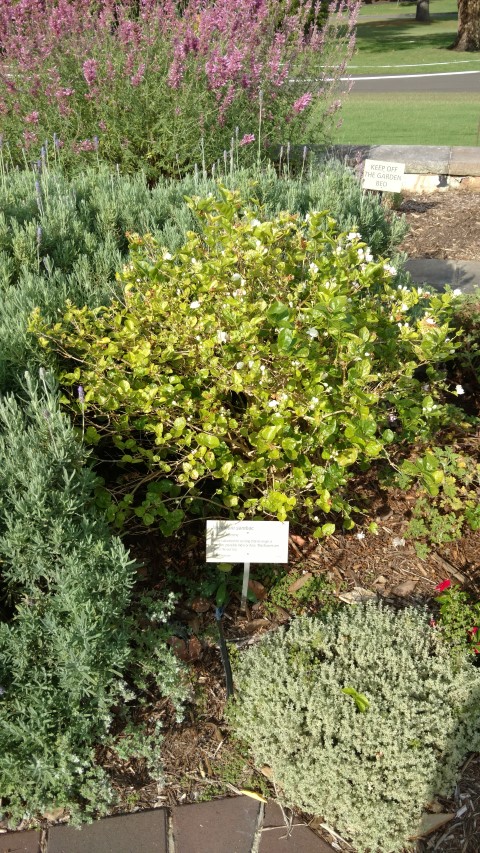 Jasminum sambac plantplacesimage20170108_172201.jpg