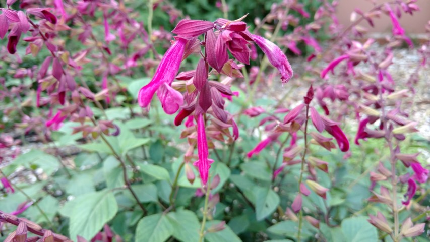 Salvia plantplacesimage20170108_175618.jpg