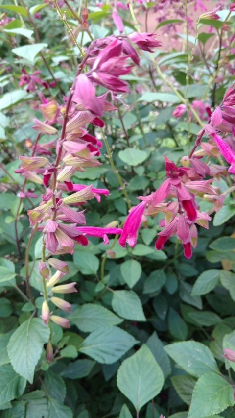Salvia plantplacesimage20170108_175659.jpg