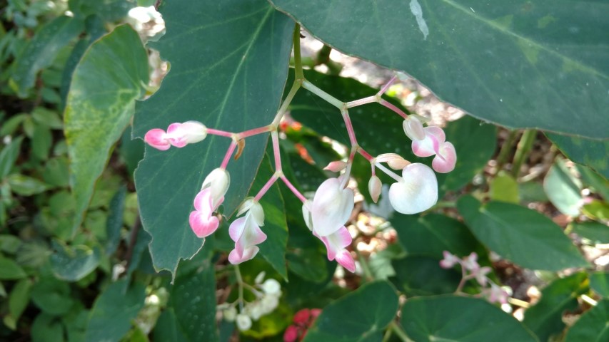 Cordyline fruiticosa plantplacesimage20170108_181724.jpg