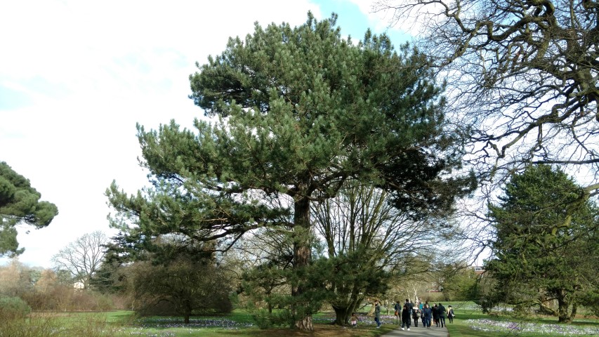 Pinus nigra plantplacesimage20170304_143352.jpg