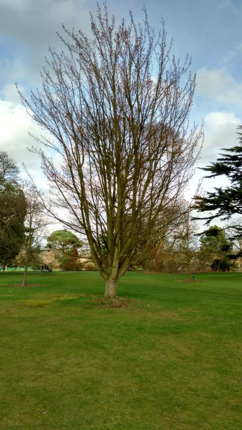 Acer rubrum plantplacesimage20170304_144002.jpg