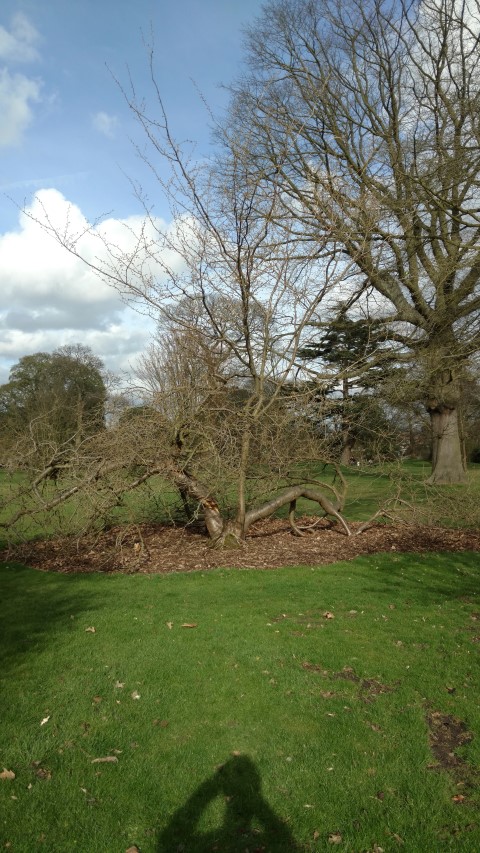 Prunus serrulata plantplacesimage20170304_144714.jpg