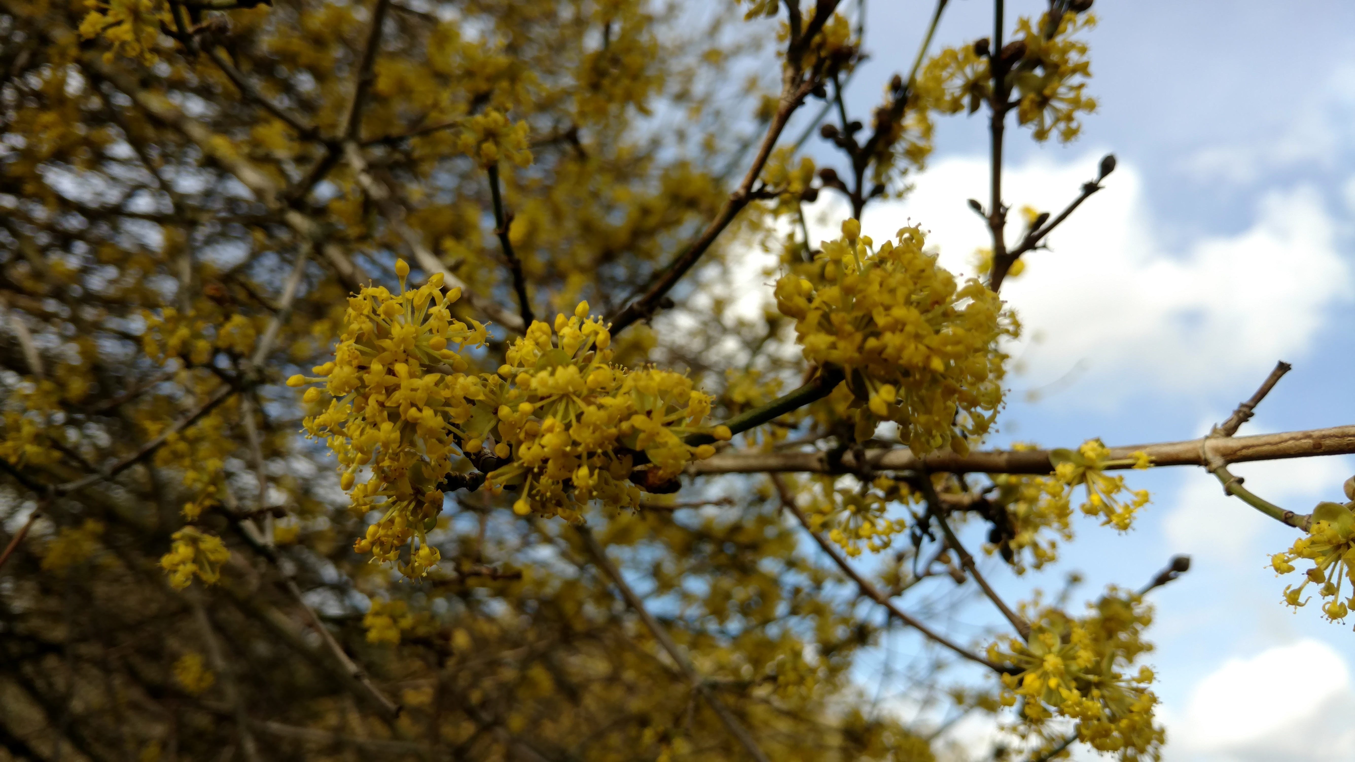 Cornus mas plantplacesimage20170304_144923.jpg