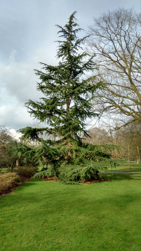 Cedrus deodara plantplacesimage20170304_151150.jpg