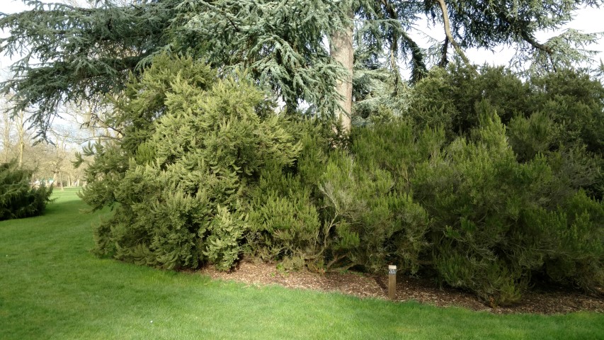 Erica arborea plantplacesimage20170304_152115.jpg