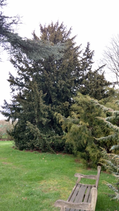 Taxus baccata plantplacesimage20170304_154118.jpg