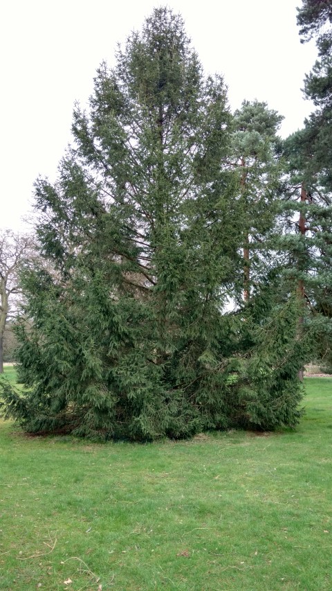 Picea wilsonii plantplacesimage20170304_155718.jpg