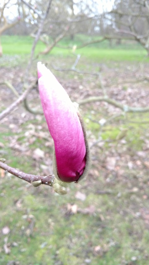Magnolia spp plantplacesimage20170304_164518.jpg