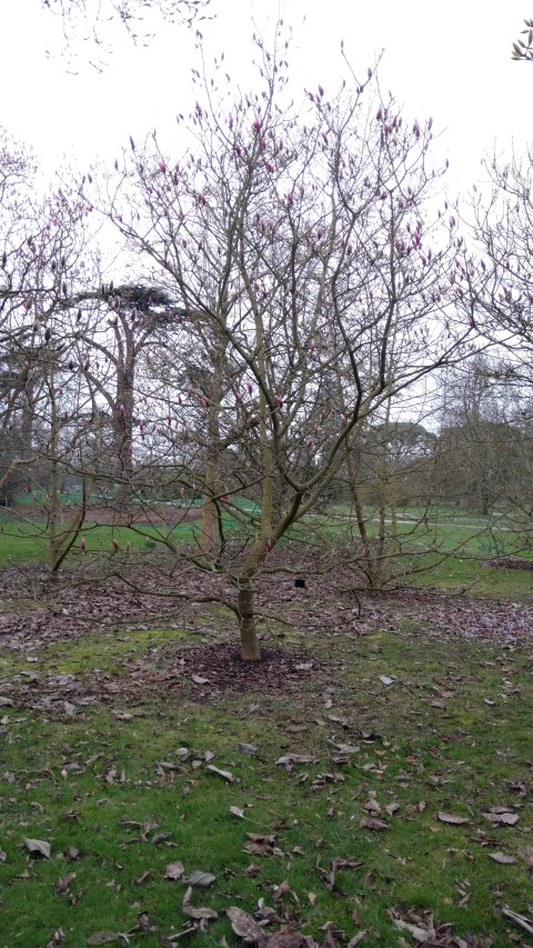 Magnolia spp plantplacesimage20170304_164549.jpg