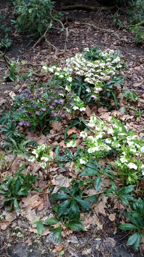 Helleborus orientalis plantplacesimage20170304_165050.jpg