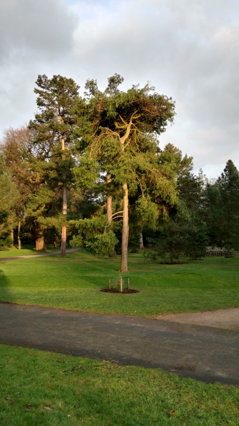 Pinus armandii plantplacesimage20170304_171005.jpg