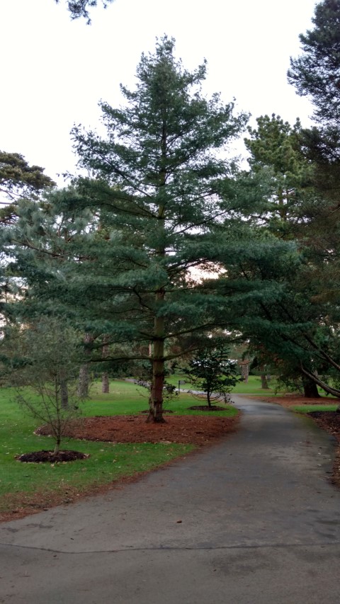 Pinus chiapensis plantplacesimage20170304_171948.jpg