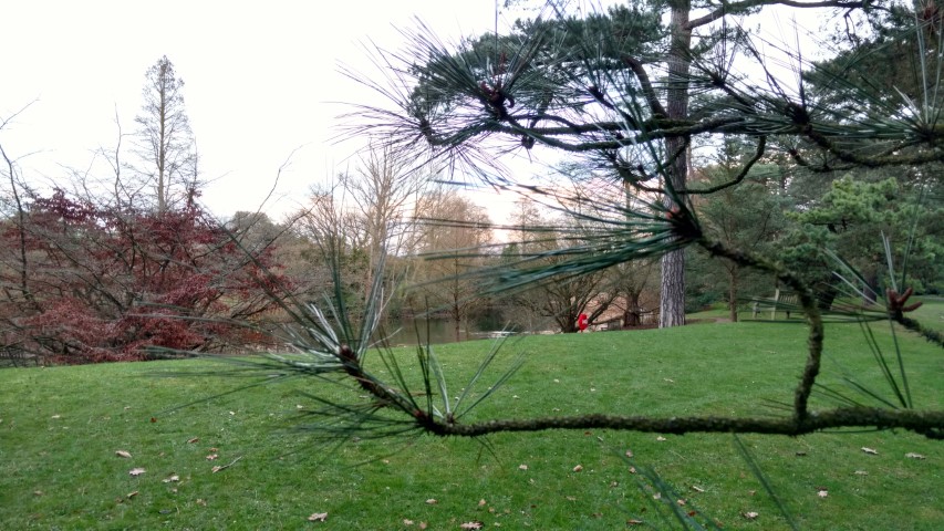 Pinus jeffreyi plantplacesimage20170304_172222.jpg