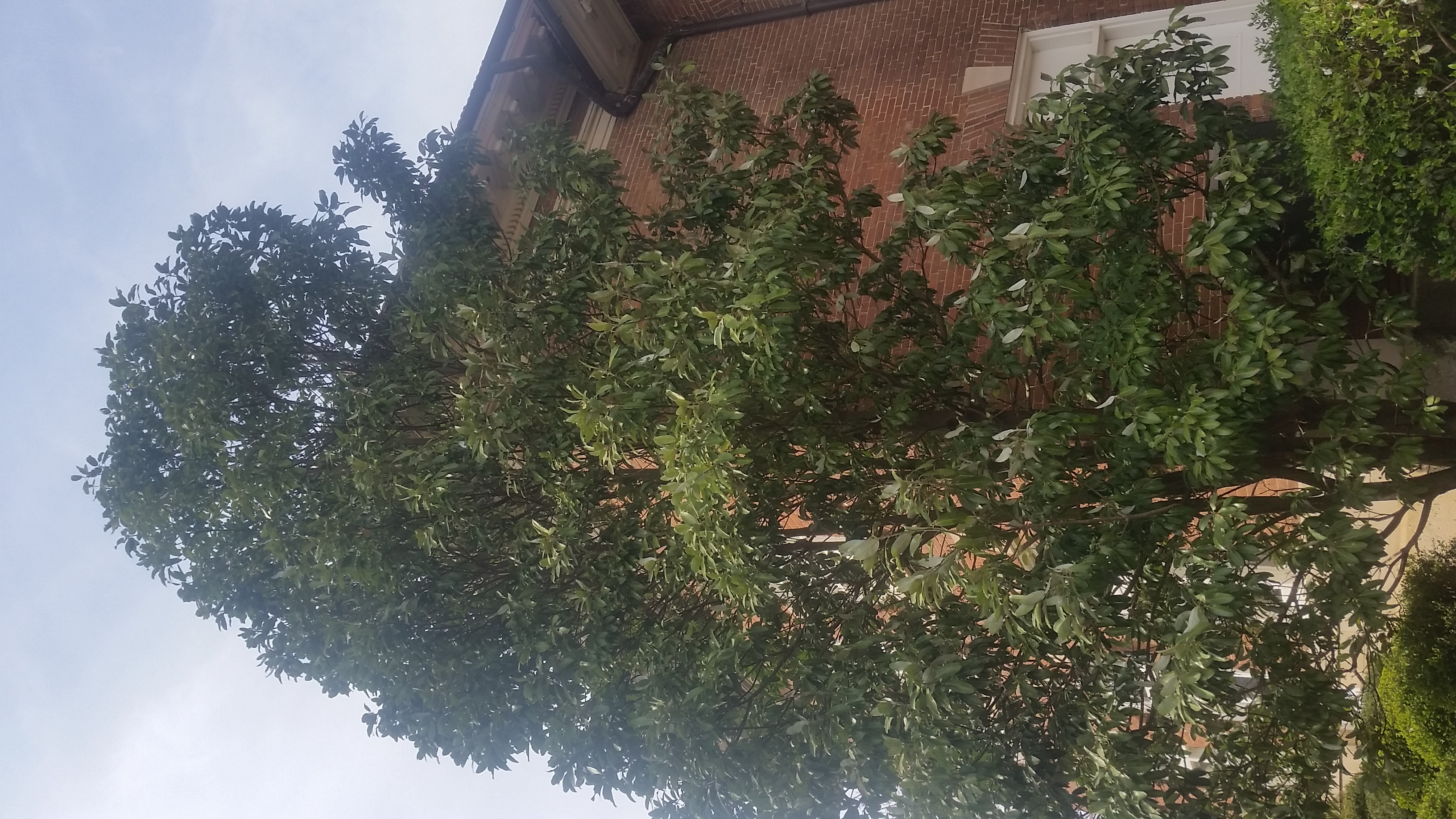 Magnolia virginiana plantplacesimage20170325_152412.jpg