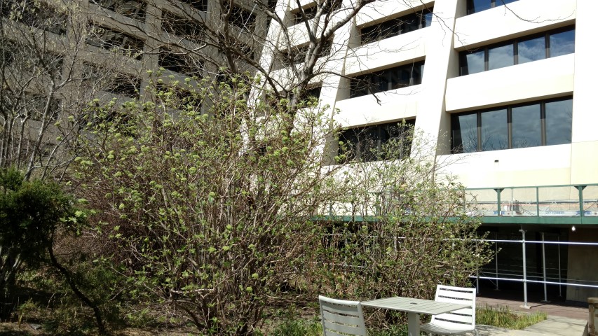 Viburnum x rhytidophyllum plantplacesimage20170414_113625.jpg