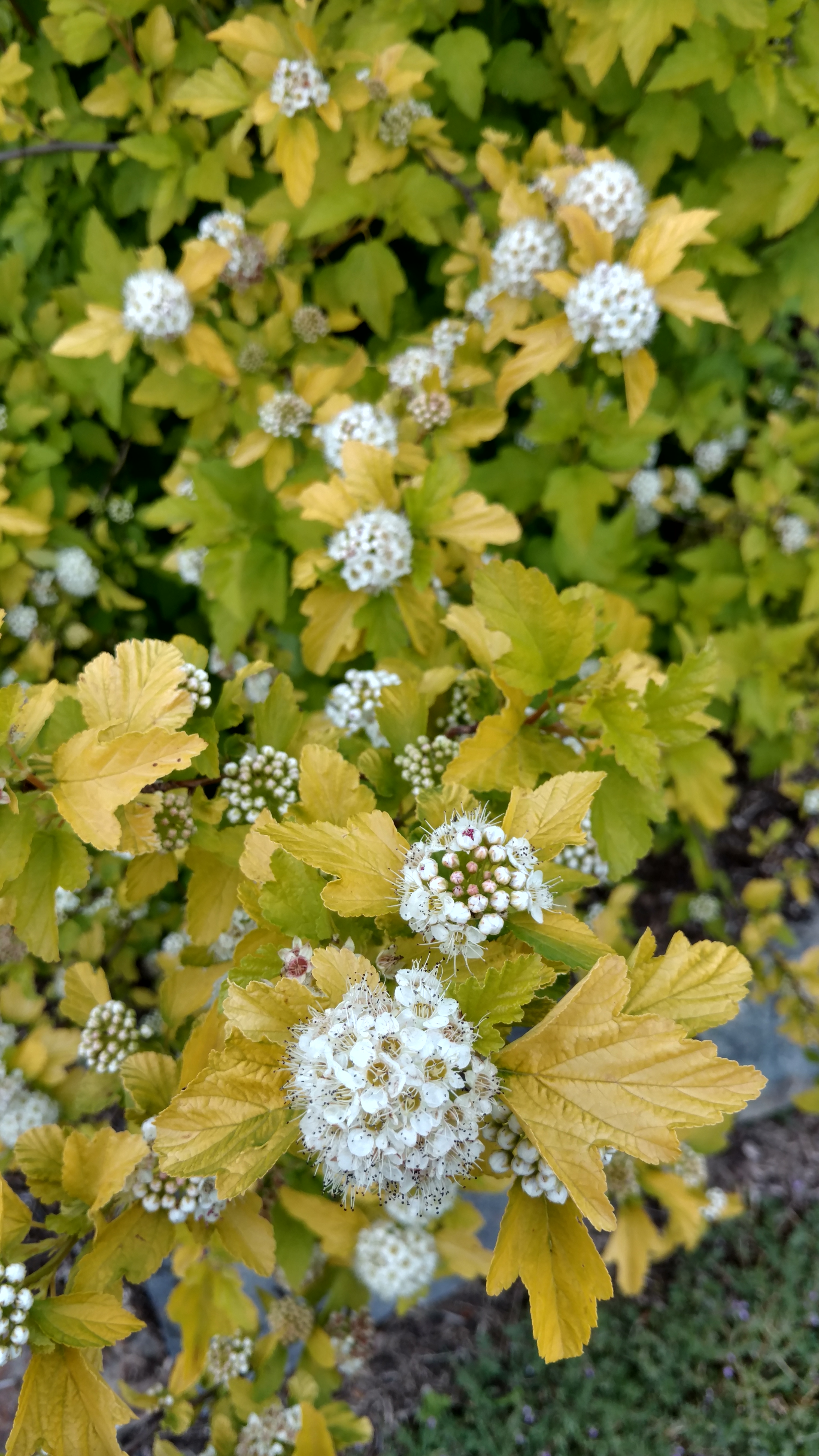 Physocarpus opulifolius plantplacesimage20170427_180642.jpg