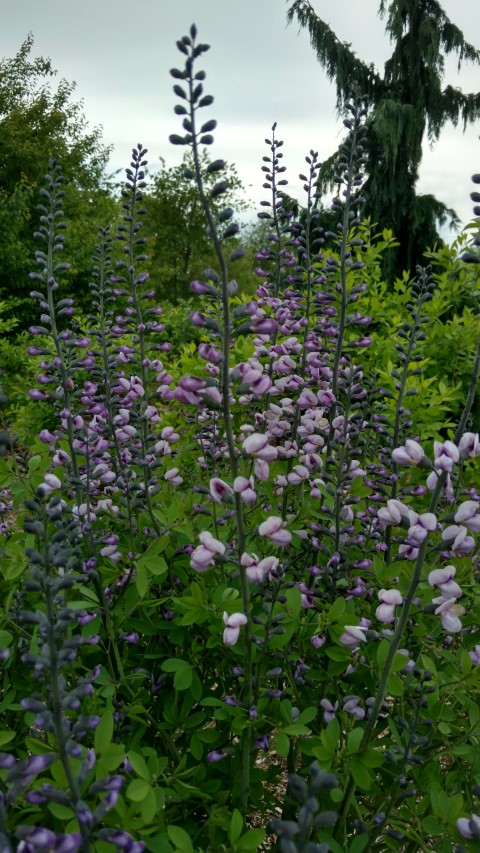 Baptisia plantplacesimage20170427_181500.jpg