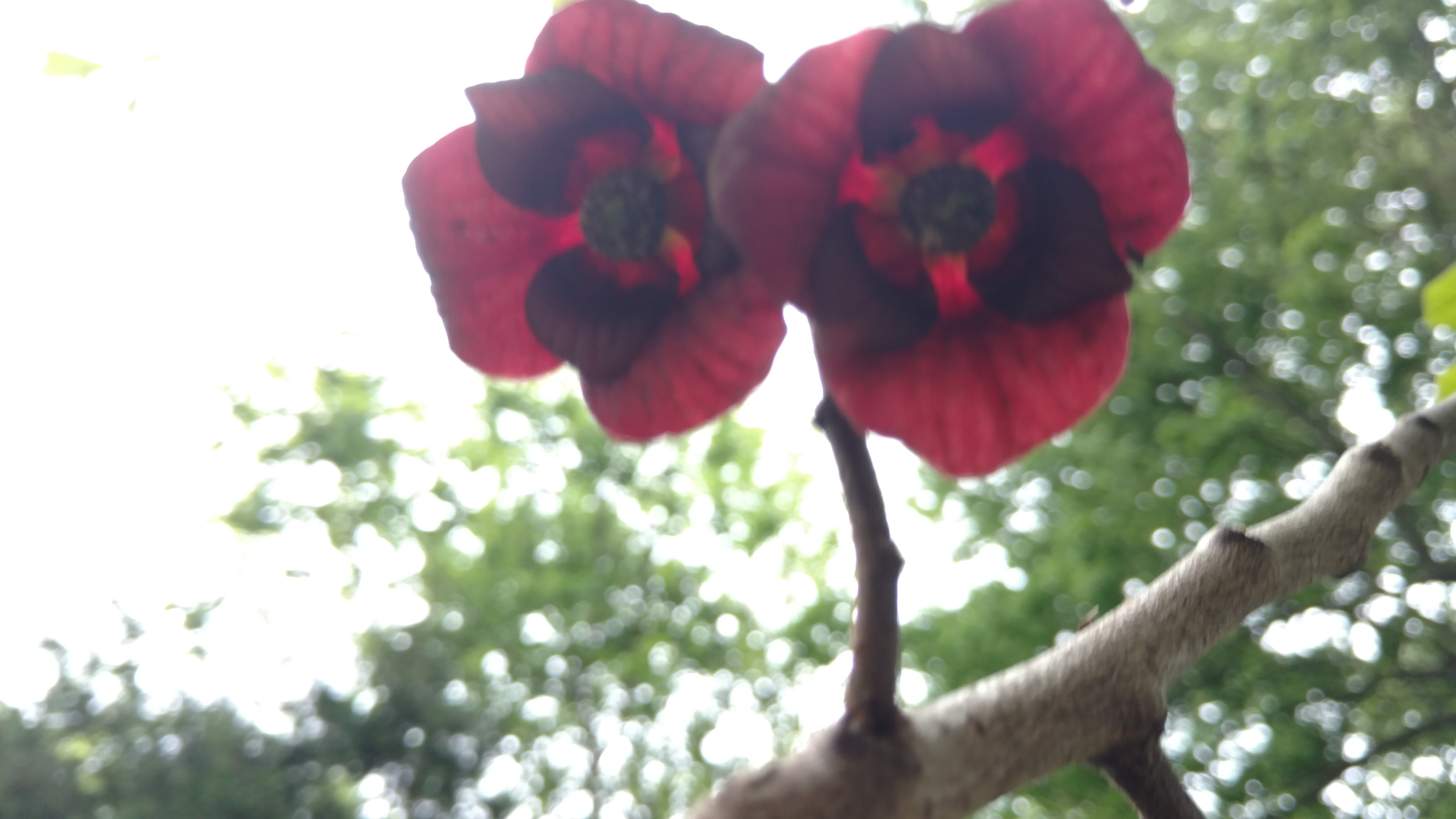 Asimina triloba plantplacesimage20170427_184223.jpg