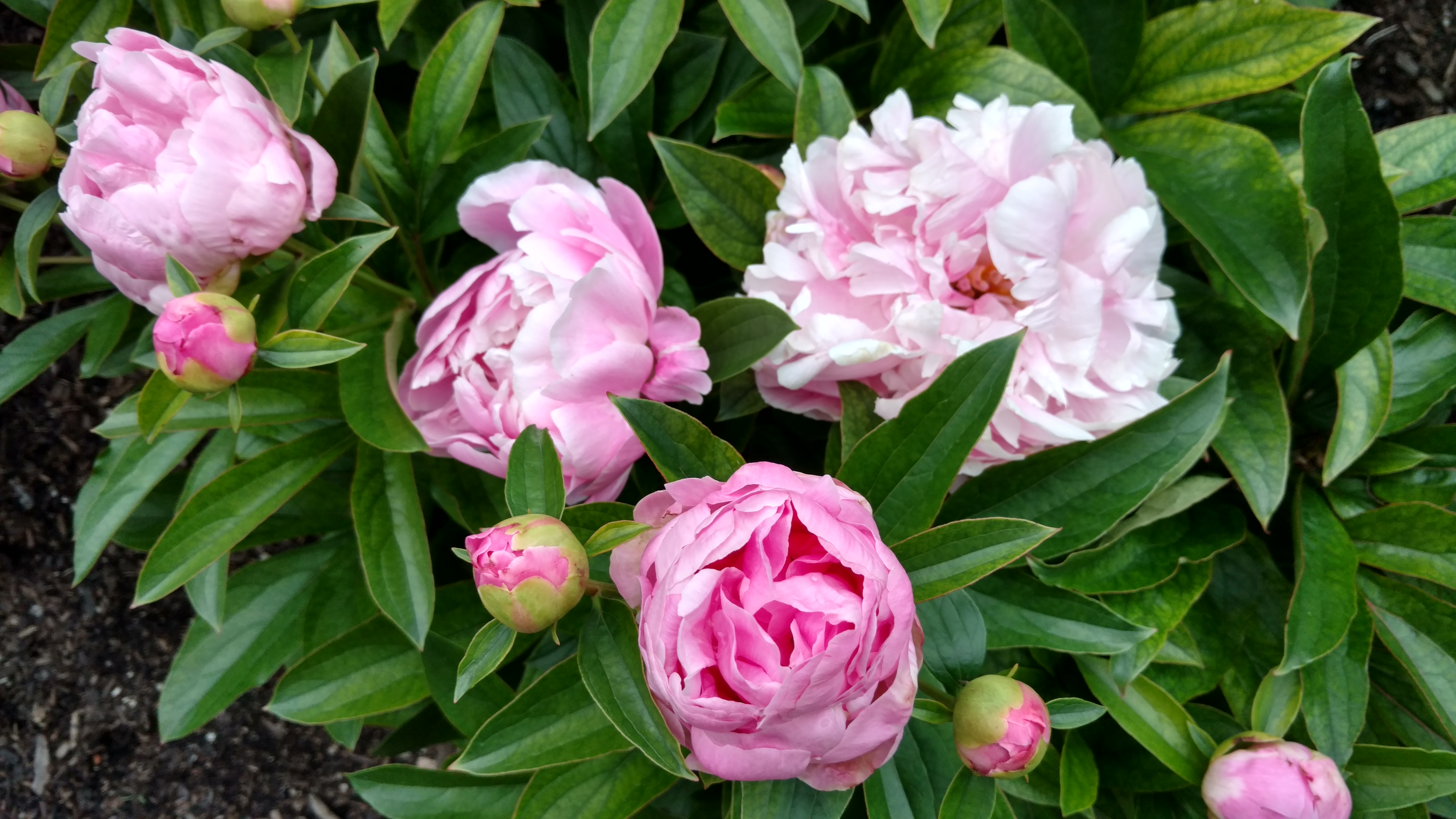 Paeonia lactiflora plantplacesimage20170427_190750.jpg