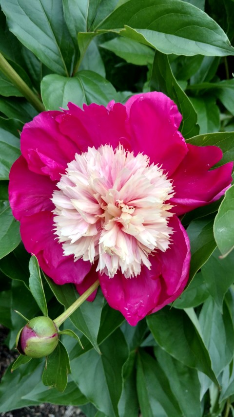 Paeonia lactiflora plantplacesimage20170427_190941.jpg