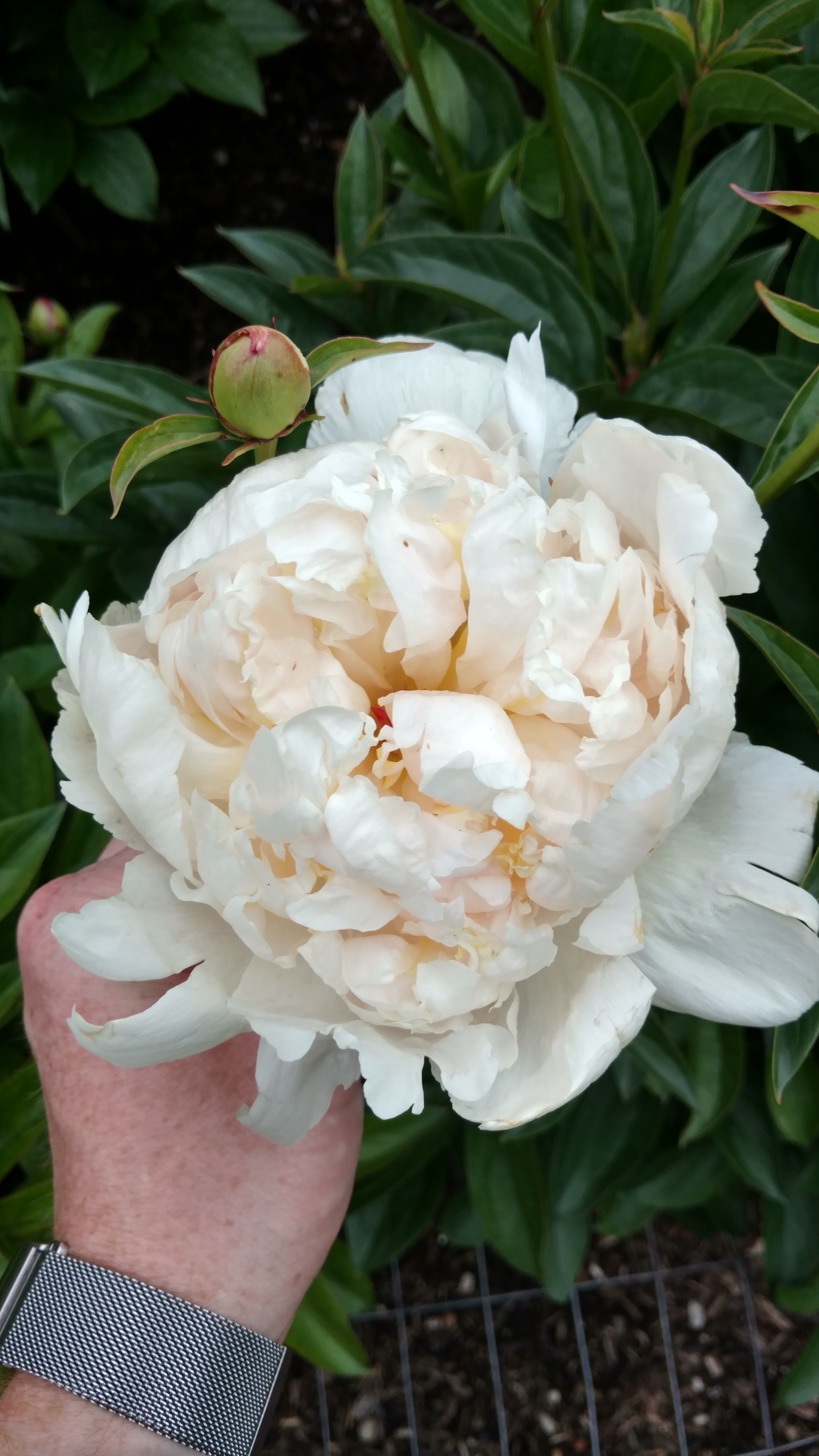Paeonia lactiflora plantplacesimage20170427_191119.jpg