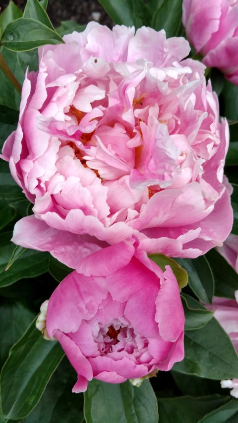 Paeonia lactiflora plantplacesimage20170427_192236.jpg