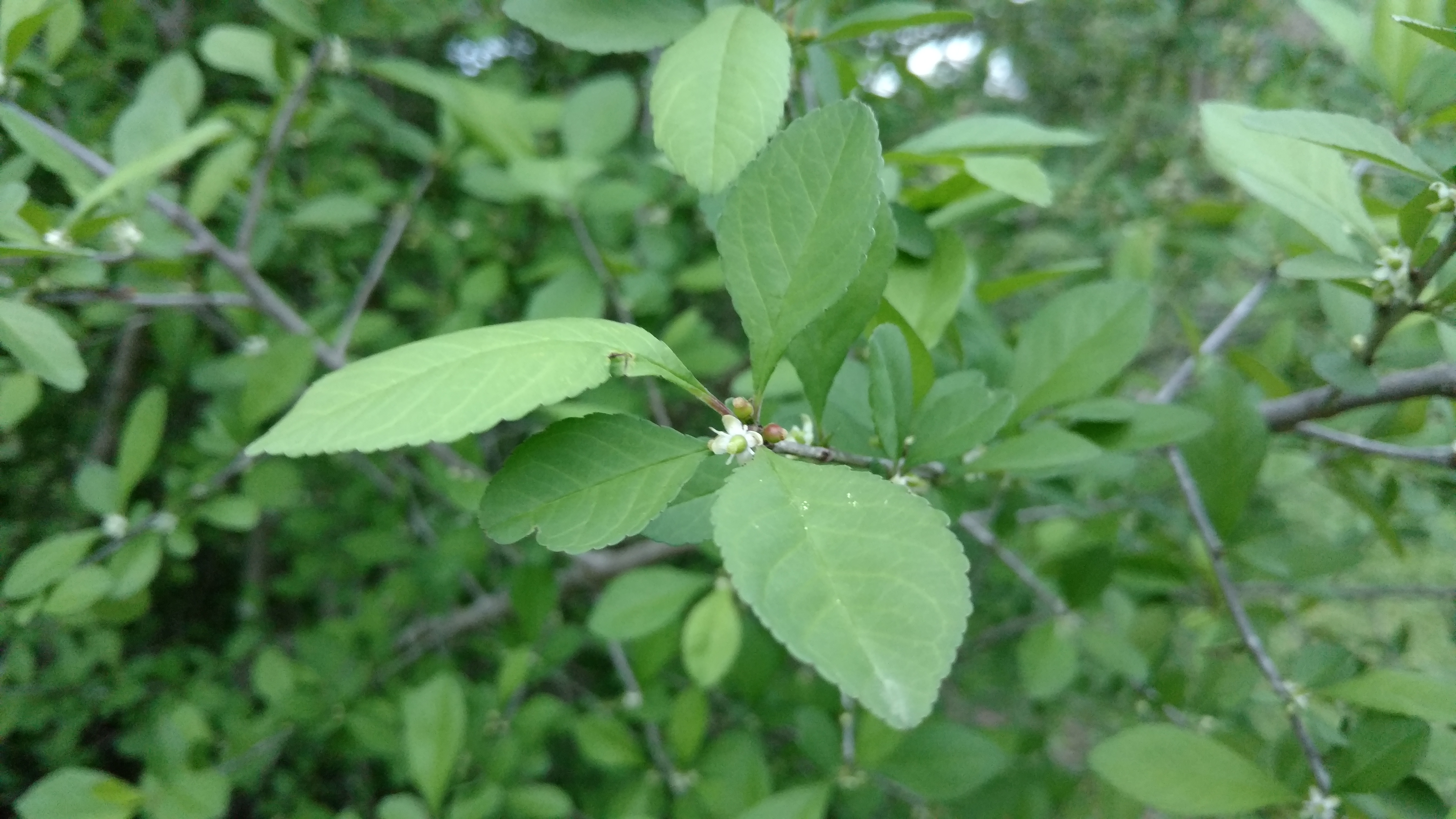 Ilex decidua plantplacesimage20170427_194541.jpg