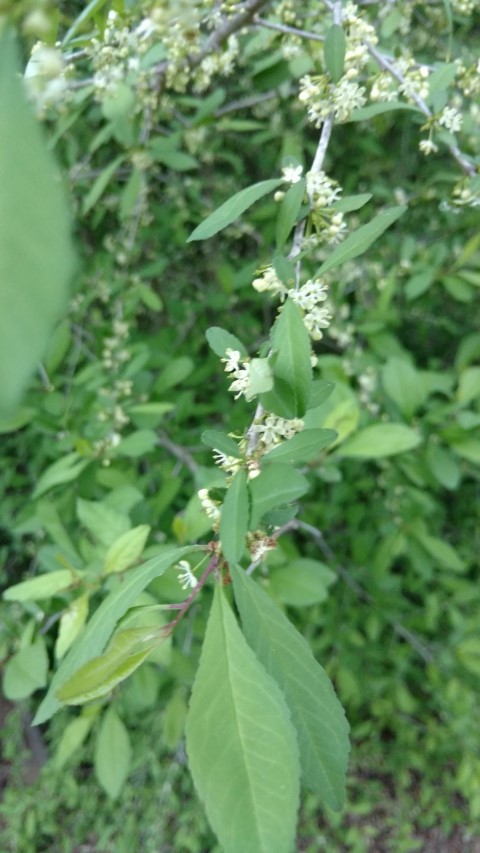Ilex decidua plantplacesimage20170427_194555.jpg