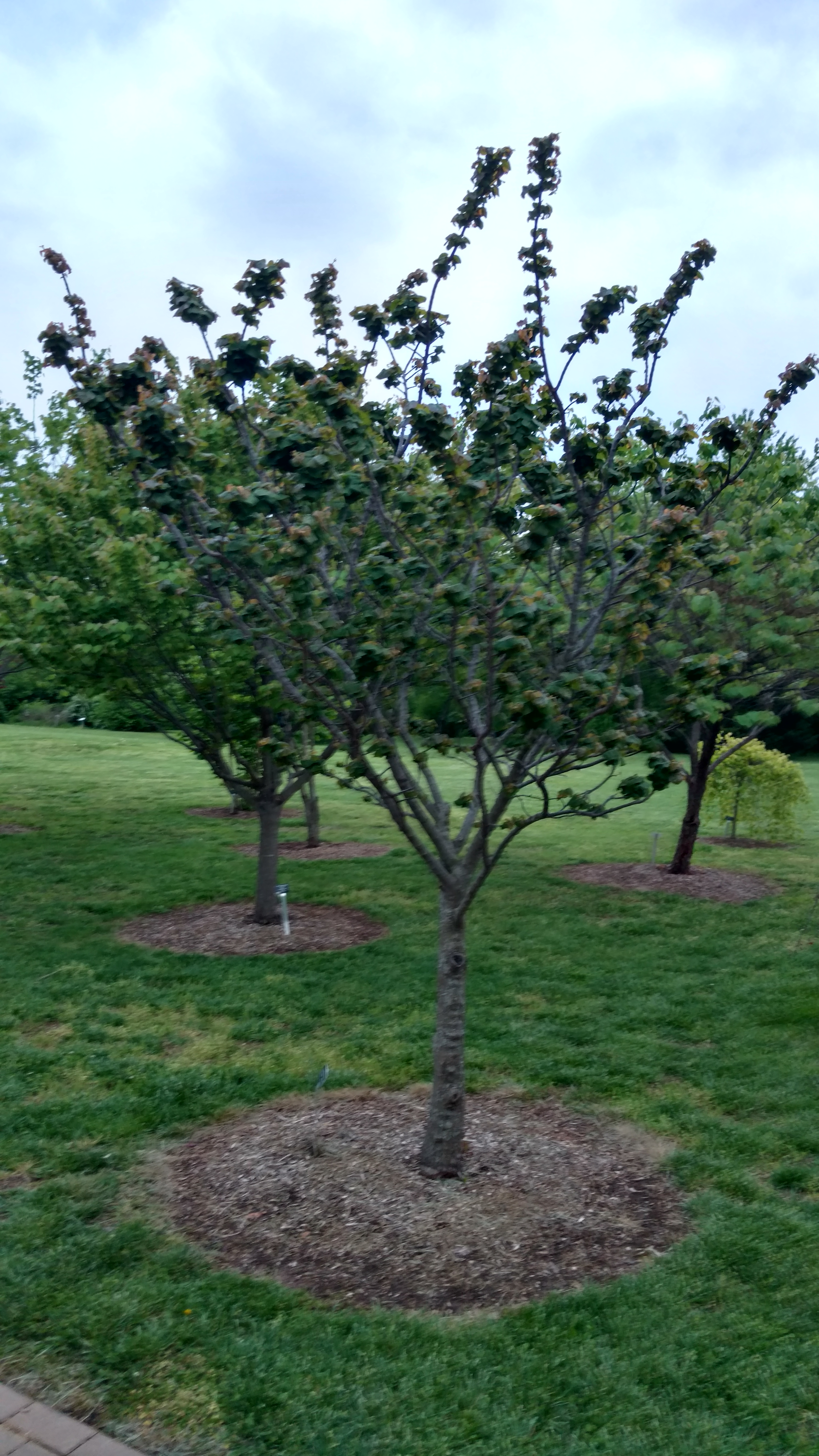 Cercis canadensis plantplacesimage20170427_194959.jpg