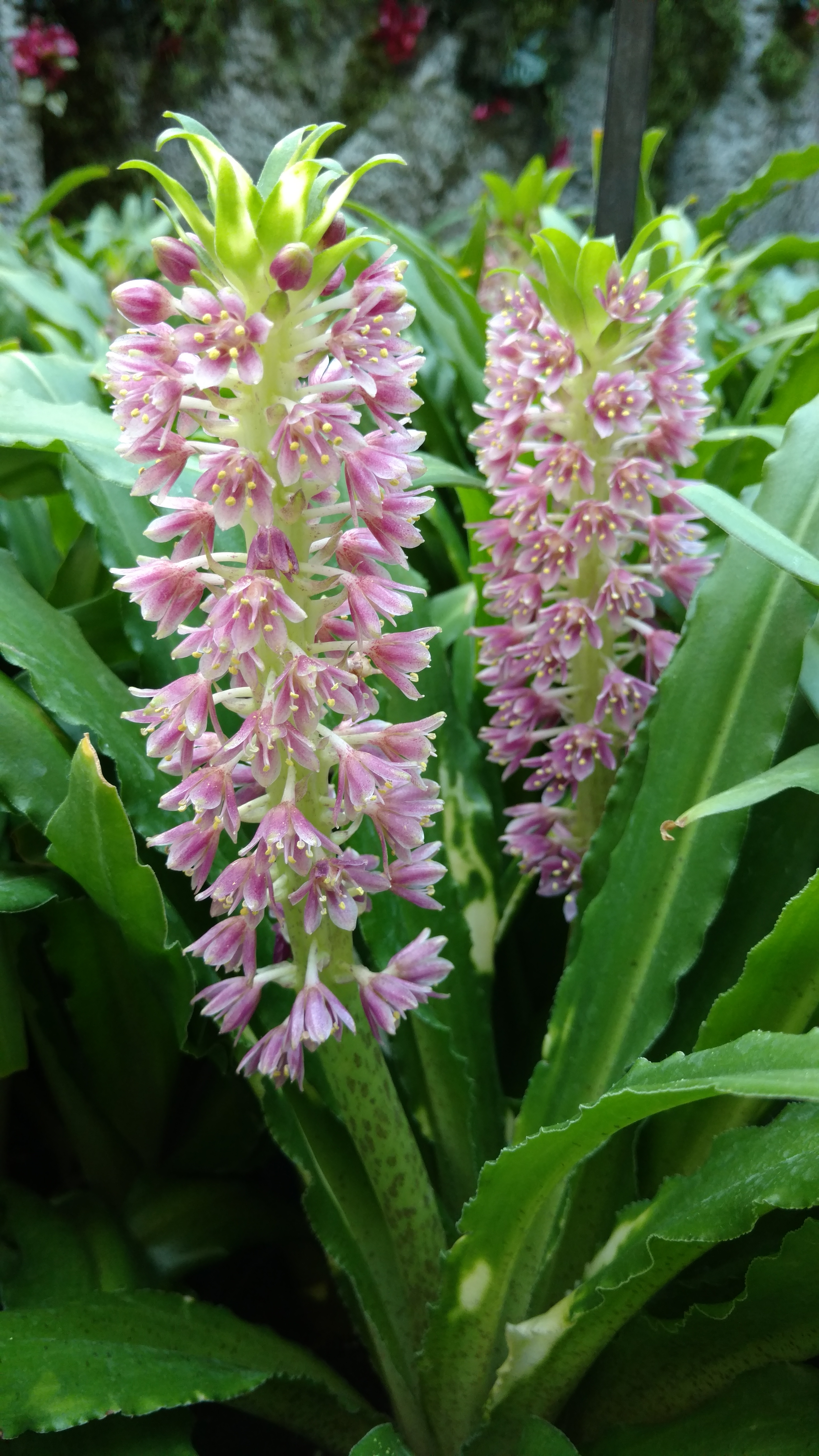 Eucomis comosa plantplacesimage20170617_180058.jpg