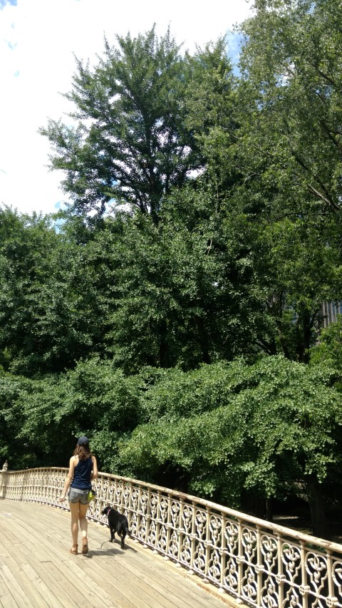 Ginkgo biloba plantplacesimage20170625_114255.jpg