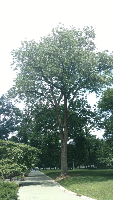 Fraxinus americana plantplacesimage20170710_133051.jpg
