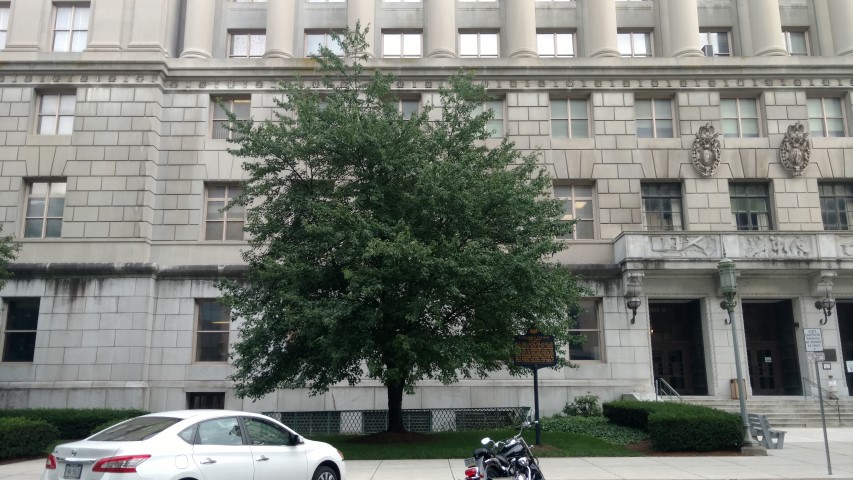 Acer rubrum plantplacesimage20170710_184452.jpg